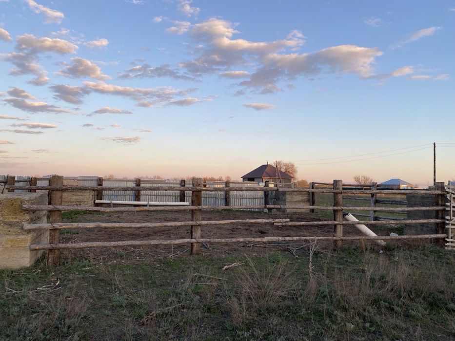 Откорм Мал бордақы