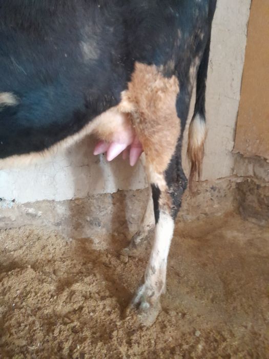 Сыиыр бузауымен с