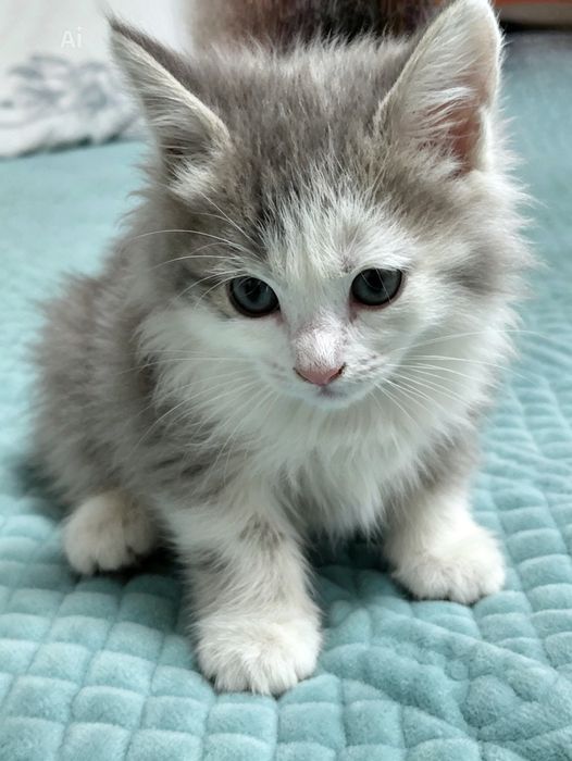 Отдам даром котят