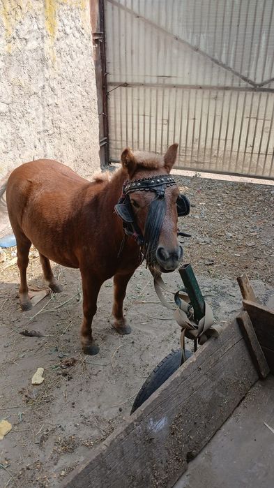 Ponei talie mică