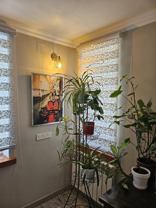 Хлорофитум комнатные домашние цветы