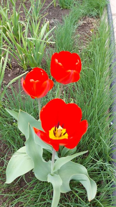 Тюльпаны красные, желтые, белые