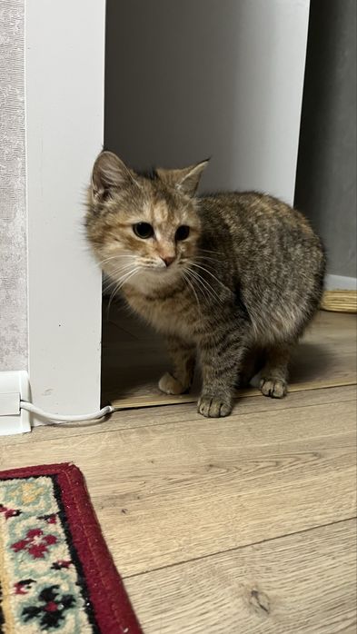 Отдам молодую кошечку