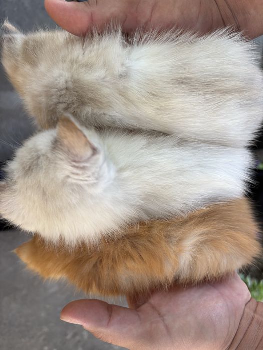 Продаются кошкиии
