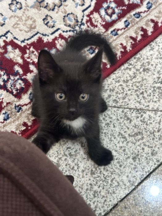 Котенок бесплатно