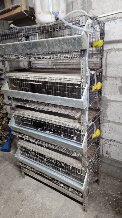 Rastel prepelite plus bonus frumos!!