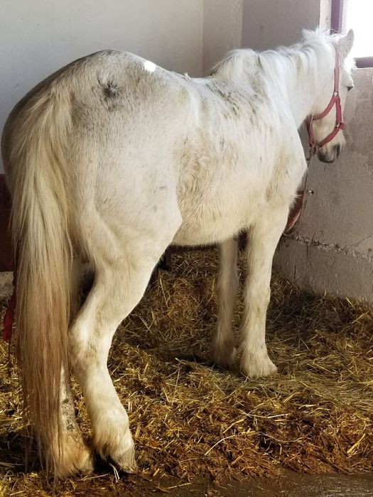 Iapa de 9 ani merge garantat la caruta