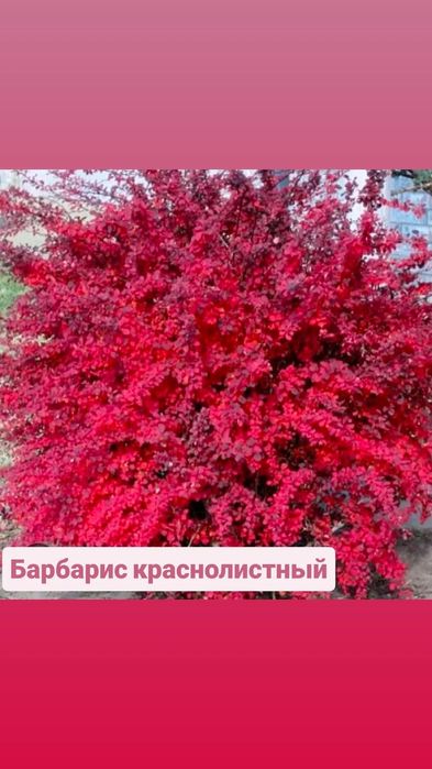 Розы корни, барбарис, лилии, тюльпаны