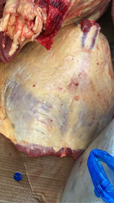 Соғымға семіз жабағылар