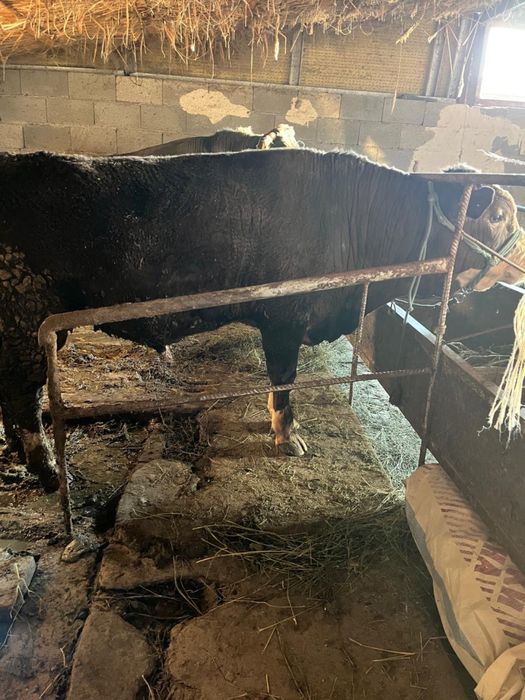 Срочно продаются бычки