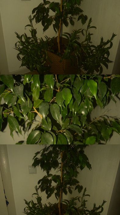 Комнатные цветы "Фикус Бенджамина"