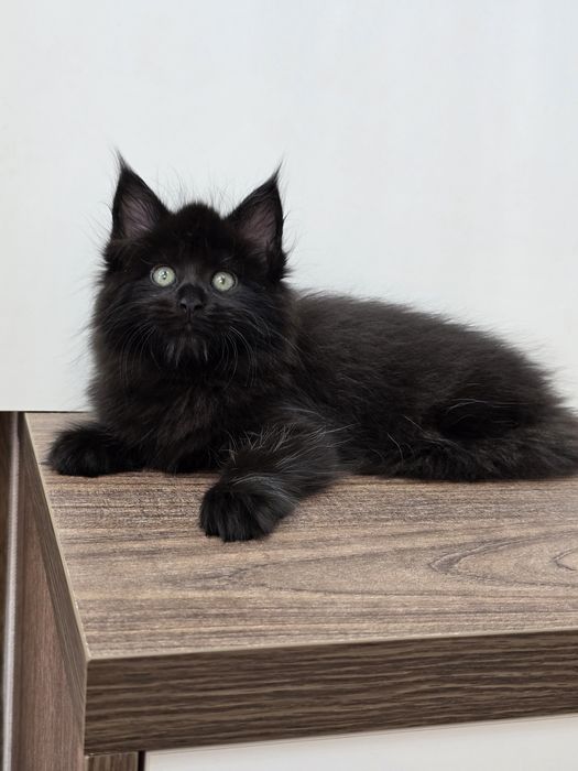 Мейн-кун девочка