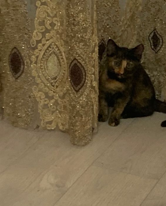 Отдам  котёнка  девочку.