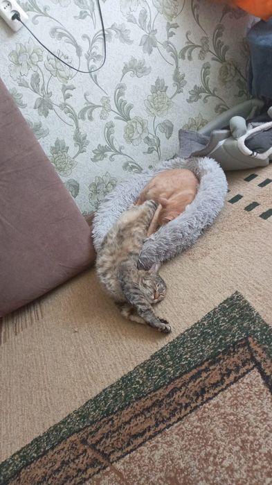Отдам кошечку 7 месяцев.