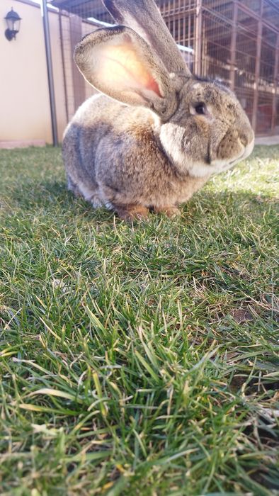 Iepure Uriaș German