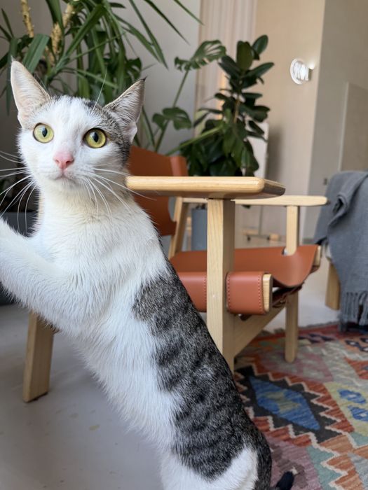 Кошечка ЛАЙМА. 8 месяцев