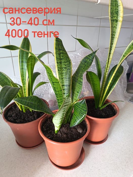 Продам комнатные растения