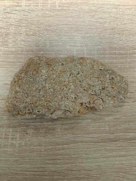 A Gray Rock (Looks like a Shell Fossil but I'm not sure)