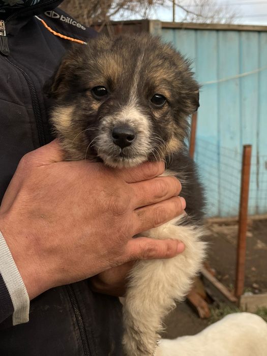 Щеняток в добрые руки отдаем