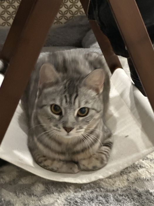 Кошка, помесь бенгала с шотландской