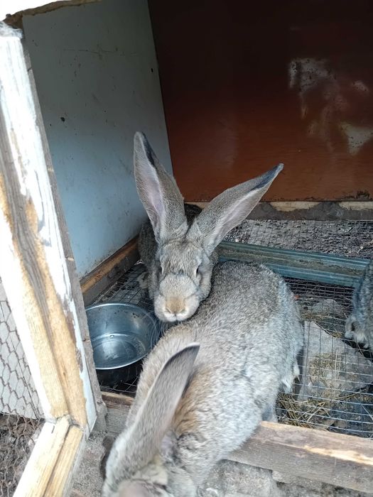 Зайци Белгийски великани