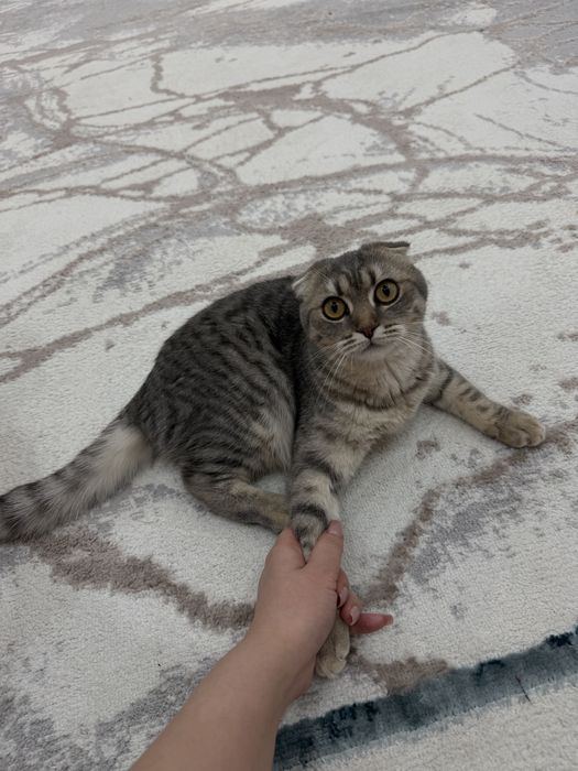 Мысық сатамын 10.000тг