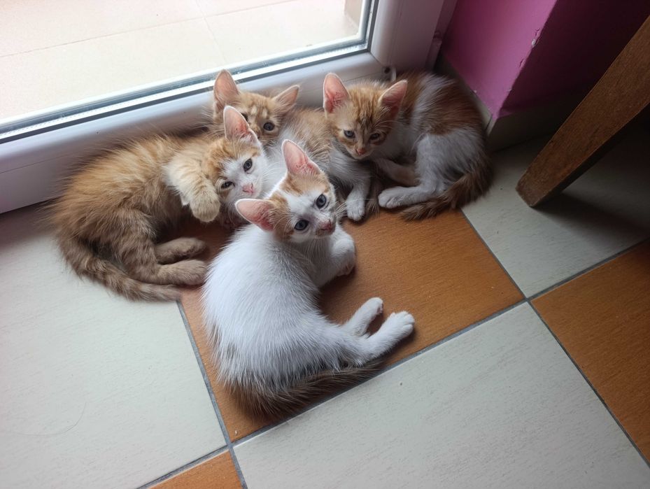 котета на 8 седмици