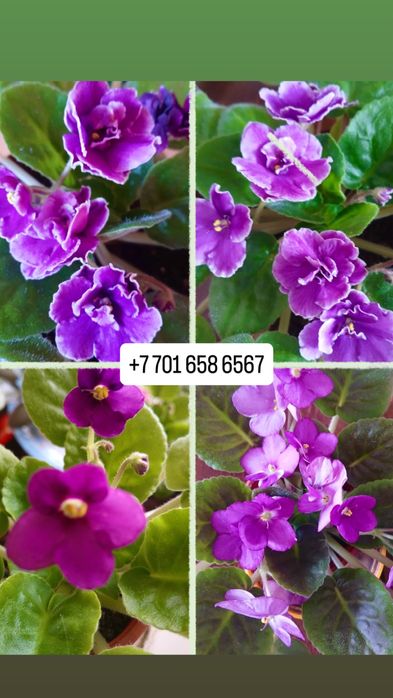 Комнатные цветы