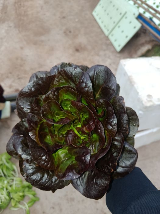 Роман босстн айсберг лалит гидропоники узимзда етиштирилган етказиб