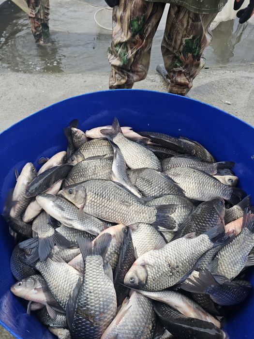 Caras pentru pescuit