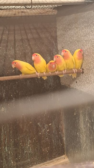 Попугаи неразлучники