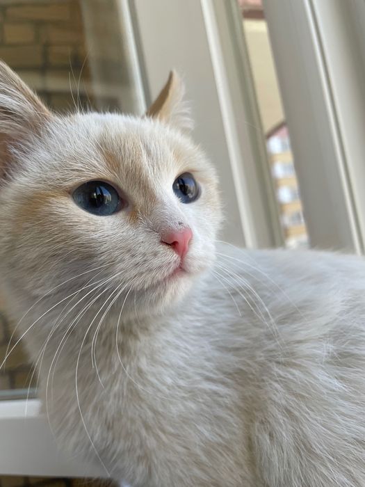 Отдам котенка даром