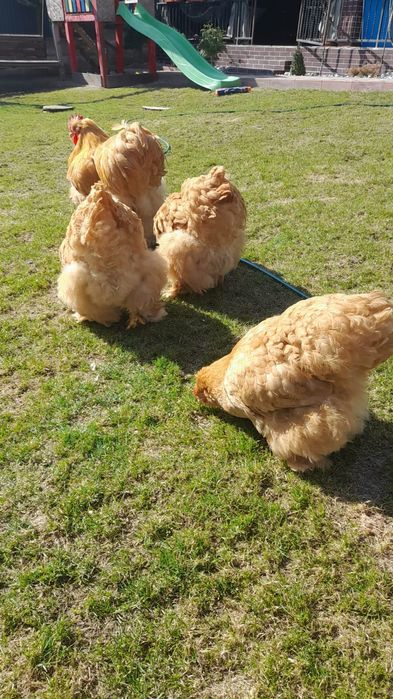 Găini cochinchina uriaș pe galben și paunii