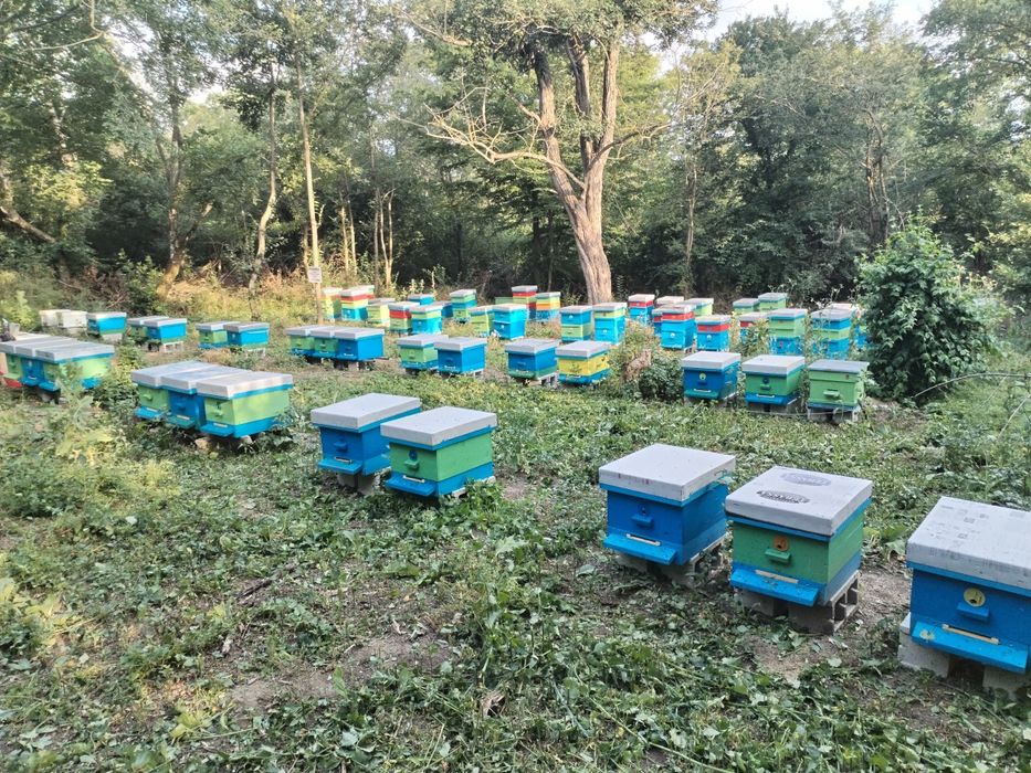 Натурален пчелен мед