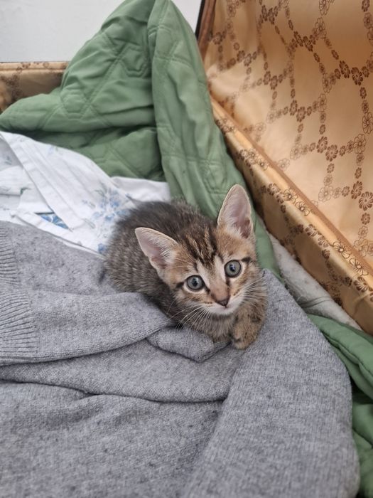 Отдам котят добрый рук