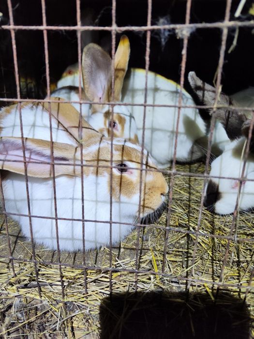 Продаются кролики