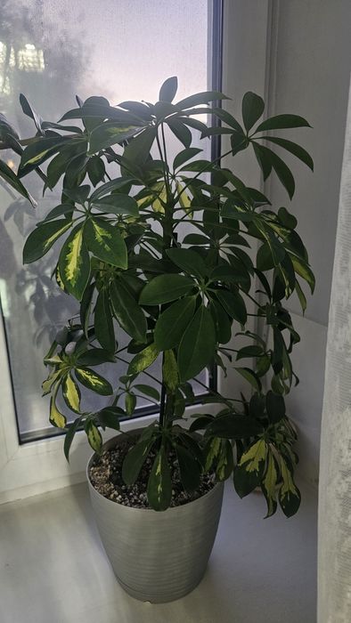 Продам цветок Шеффлера