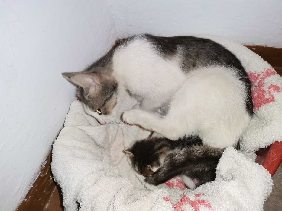 Кот С котенком ИЩУТ ДОМ!!!