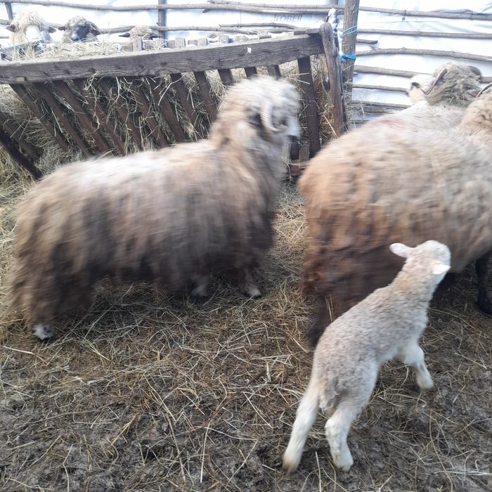 Vand un berbecut noatin si 3 oi de taiat