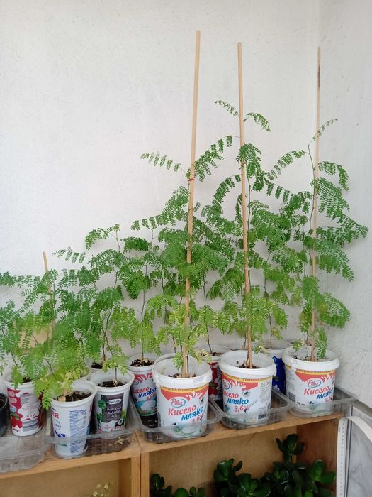 Семейно щастие,Смокини,Цезалпиния-Жълта райска птица.