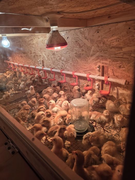 Корея Ханхяп жужалари