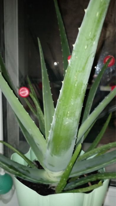 Лечебное Алое не дорого