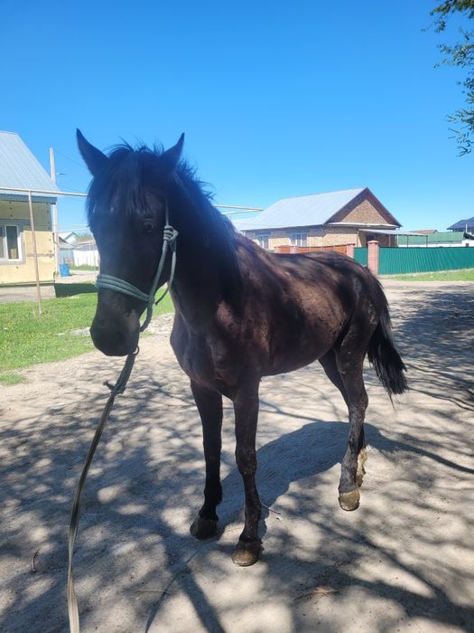 Айгыр сатылады Дөнен полукров