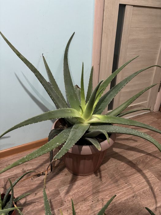 Продам Алоэ Вера. Лечебный.