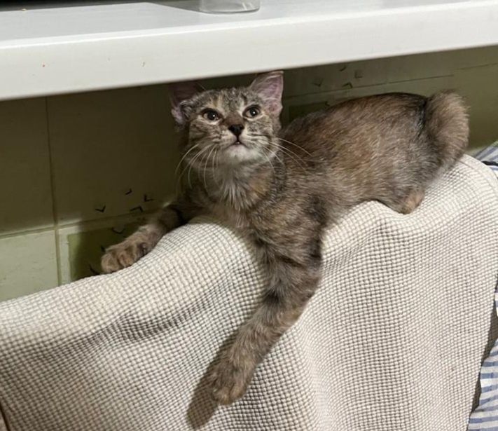 Отдам котёнка в добрые руки