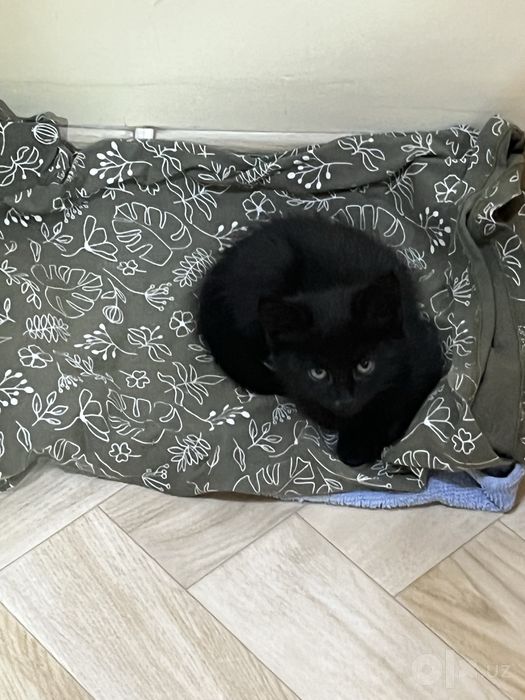 Отдам в очень хорошие руки котенка!Девочка!