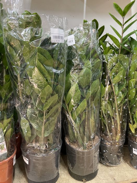 Долларовое дерево