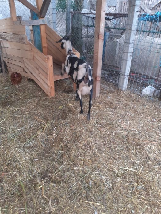 Vand tap,iedut si capra