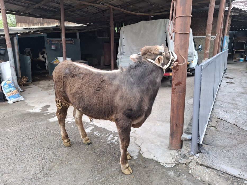 Продам бычка алатауской породы!