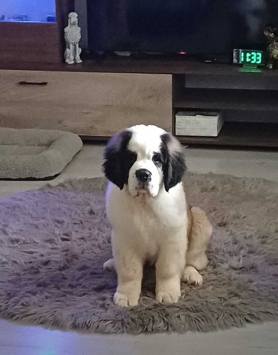 Женски Санбернар